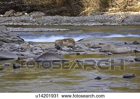 Stock Image - forestry, red, creek, river, deer, rapids. Fotosearch