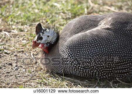 Stock Photo - fowl, saskatchewan, scenic, resting, guinea. Fotosearch