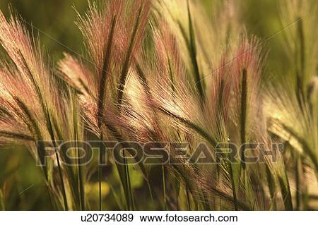 foxtail, saskatchewan, scenic, barley, heads View Large Photo Image Stock Photo - foxtail, saskatchewan, scenic, barley, heads. Fotosearch
