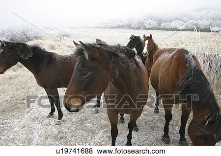 Stock Photo - frost, fog, hoar, horses, highlights, icy. Fotosearch