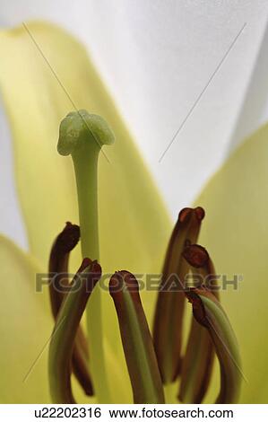 full, saskatchewan, scenic, bloom, lily View Large Photo Image Stock Photograph - full, saskatchewan, scenic, bloom, lily. Fotosearch