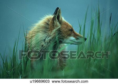 Stock Image - fulval, mammals, uuloipes, red, fox, animals. Fotosearch