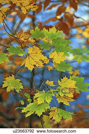 Stock Image - garden, foliage, botanical, york, new, fall. Fotosearch