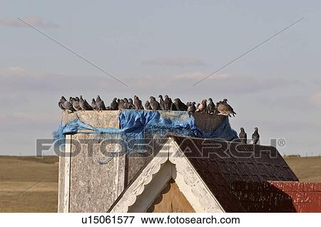 Stock Photo - gather, moose, house, miniature, pigeons. Fotosearch