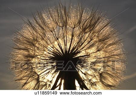 Stock Photo - goatsbeard, scenic, seed, sunlit. Fotosearch