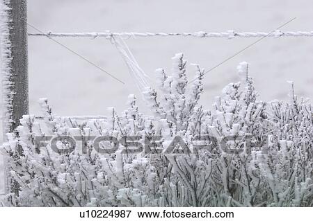 grasses, frost, fence, barbwire, covering, hoar View Large Photo Image Stock Photo - grasses, frost, fence, barbwire, covering, hoar. Fotosearch
