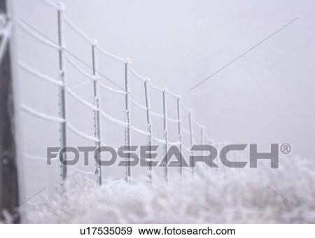 grasses, frost, fence, barbwire, covering, hoar View Large Photo Image Stock Photo - grasses, frost, fence, barbwire, covering, hoar. Fotosearch