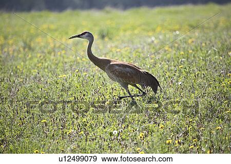 gray, crane, tall, canadensis, grus, sandhill View Large Photo Image Stock Photo - gray, crane, tall, canadensis, grus, sandhill. Fotosearch