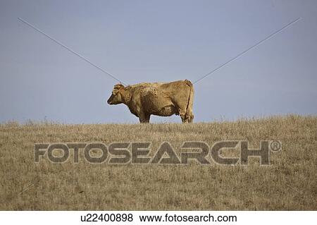 grazing, rise, canada, saskatchewan, scenic, cow View Large Photo Image Stock Photo - grazing, rise, canada, saskatchewan, scenic, cow. Fotosearch
