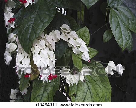 Stock Image - green, outdoor, people, shades, flower. Fotosearch