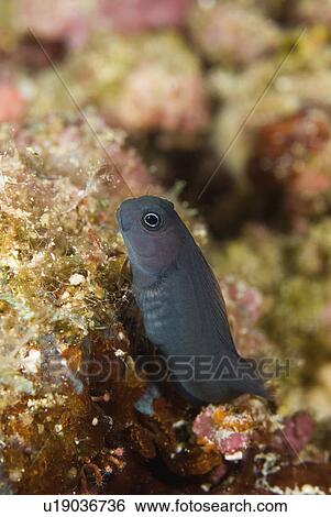 grey, combtooth, reef, perched, blenny, tiny View Large Photo Image Stock Photograph - grey, combtooth, reef, perched, blenny, tiny. Fotosearch