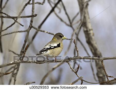 Stock Image - grosbeak, passerine, tree, evening. Fotosearch