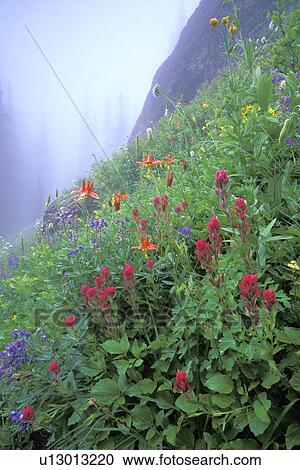 ground, wildflowers, hunting, henrys, indian, subalpine View Large Photo Image Stock Image - ground, wildflowers, hunting, henrys, indian, subalpine. Fotosearch
