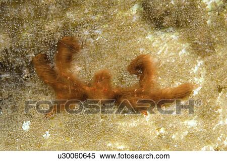 Stock Photography - hairs, crab, algae, brown, long, decorator. Fotosearch