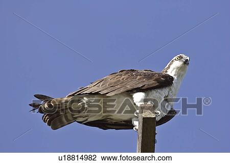 Stock Image - haliaetus, scenic, pandion, usa, florida, osprey. Fotosearch