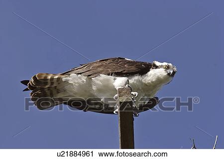 haliaetus, scenic, pandion, usa, florida, osprey View Large Photo Image Stock Image - haliaetus, scenic, pandion, usa, florida, osprey. Fotosearch