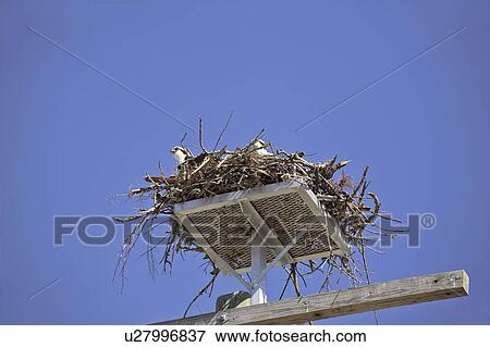 haliaetus, scenic, pandion, usa, florida, osprey View Large Photo Image Stock Photo - haliaetus, scenic, pandion, usa, florida, osprey. Fotosearch