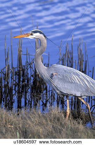 Stock Photo - harbor, washington, hunting, heron, grass, blue. Fotosearch