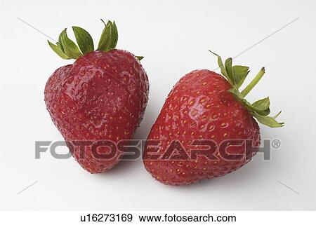 having, lowgrowing, fragaria, genus, plants, various View Large Photo Image Stock Photo - having, lowgrowing, fragaria, genus, plants, various. Fotosearch