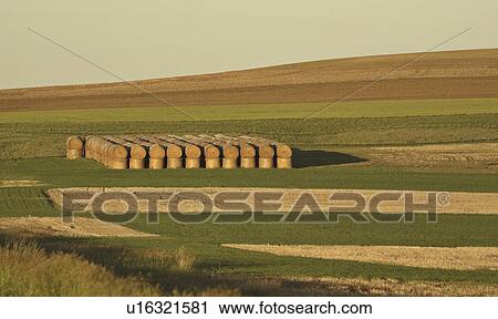 hay, scene, canada, saskatchewan, scenic, farming View Large Photo Image Stock Image - hay, scene, canada, saskatchewan, scenic, farming. Fotosearch