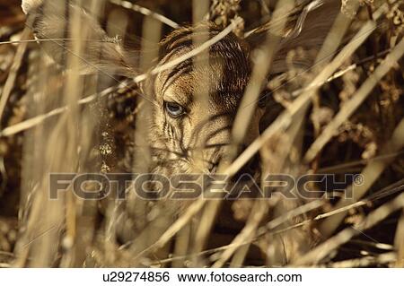 hiding, born, fawn, deer, mule, newly View Large Photo Image Stock Photograph - hiding, born, fawn, deer, mule, newly. Fotosearch