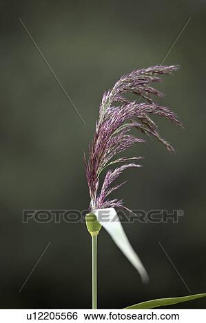Stock Photograph - hills, witch, narrow, found, grass, old. Fotosearch