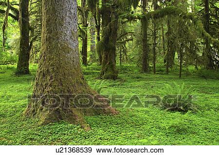hoh, old, forest, rain, growth, temperate View Large Photo Image Stock Photo - hoh, old, forest, rain, growth, temperate. Fotosearch