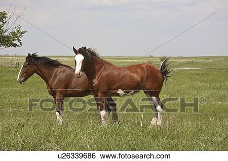 Stock Photograph - horses, windy, pasture, saskatchewan, two. Fotosearch
