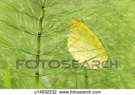 Stock Image - horsetail, alder, common, caught, leaf, yellow. Fotosearch