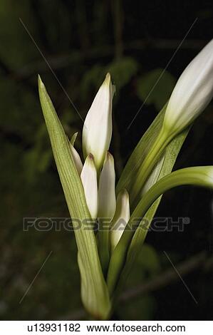 Stock Image - horticulture, beauty, flowers, environment, agribusiness, non. Fotosearch
