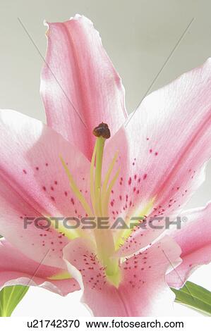 horticulture, blossom, flowers, nature, beautiful, lilly View Large Photo Image Stock Image - horticulture, blossom, flowers, nature, beautiful, lilly. Fotosearch