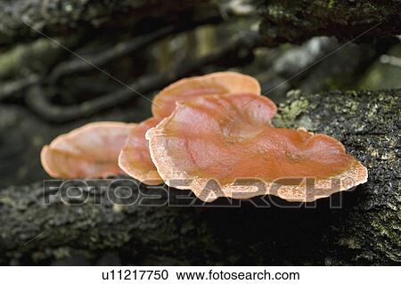 horticulture, growing, flowers, environment, forrest, fungus View Large Photo Image Stock Image - horticulture, growing, flowers, environment, forrest, fungus. Fotosearch