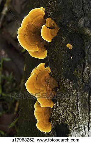 horticulture, growing, flowers, environment, forrest, fungus View Large Photo Image Stock Image - horticulture, growing, flowers, environment, forrest, fungus. Fotosearch