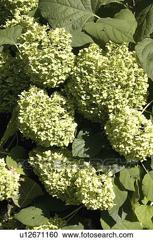 Stock Image - hydrangea, minnesota, paul, blooms, green. Fotosearch