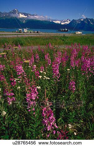 Stock Photograph - images, common, angustifolium, epilobium, fireweed, alaska. Fotosearch