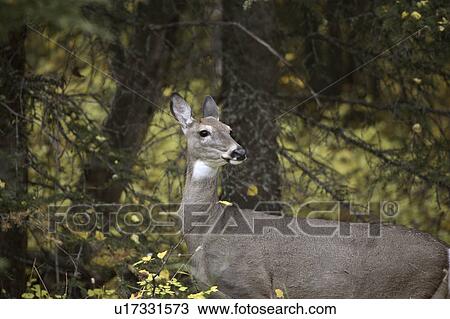 interprovincial, deer, hills, cypress, doe, mule View Large Photo Image Stock Image - interprovincial, deer, hills, cypress, doe, mule. Fotosearch