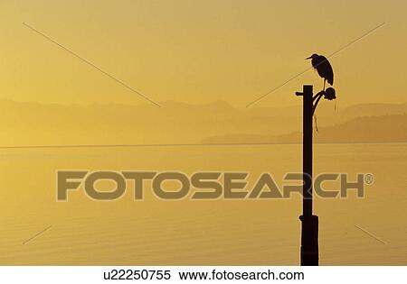 Stock Photography - island, silhouetted, heron, bird, wildlife. Fotosearch