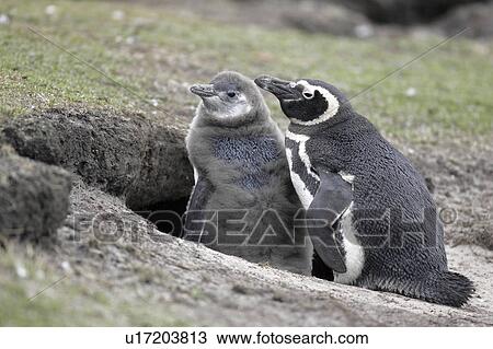 islands, penguin, falkland, baby, mother, magellanic View Large Photo Image Stock Image - islands, penguin, falkland, baby, mother, magellanic. Fotosearch