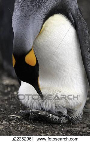 islands, penguin, falkland, baby, mother, king View Large Photo Image Stock Image - islands, penguin, falkland, baby, mother, king. Fotosearch