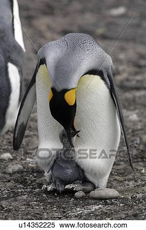 islands, penguin, falkland, baby, mother, king View Large Photo Image Stock Photography - islands, penguin, falkland, baby, mother, king. Fotosearch