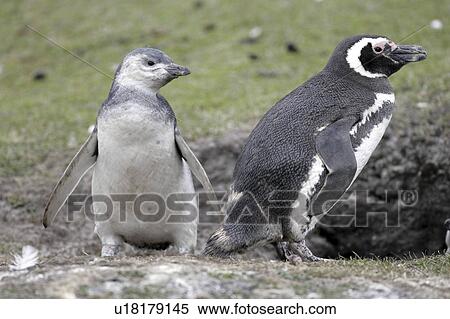 Stock Photography - islands, penguin, falkland, baby, mother, magellanic. Fotosearch