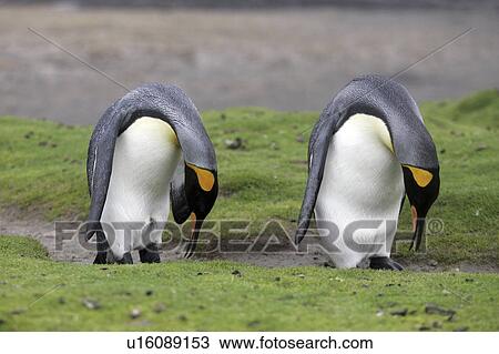 islands, penguin, falkland, behavior, courtship, king View Large Photo Image Stock Image - islands, penguin, falkland, behavior, courtship, king. Fotosearch