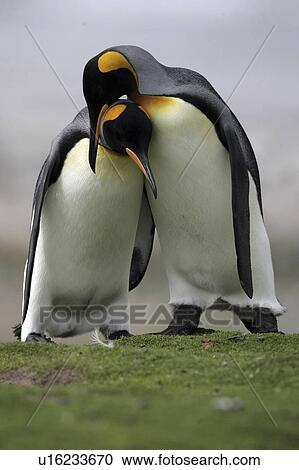 islands, penguin, falkland, behavior, courtship, king View Large Photo Image Stock Image - islands, penguin, falkland, behavior, courtship, king. Fotosearch