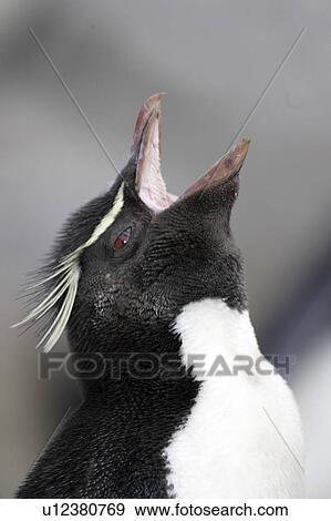 Stock Photo - islands, penguin, falkland, out, calling, rockhopper. Fotosearch