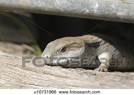 its, tongue, out, looking, lizard, blue View Large Photo Image Stock Photograph - its, tongue, out, looking, lizard, blue. Fotosearch