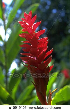 jamaica, ginger, flora, common, plant, red View Large Photo Image Stock Photography - jamaica, ginger, flora, common, plant, red. Fotosearch
