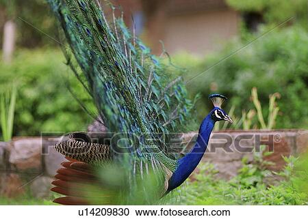 joy, bird, colorful, dance, dancing, peacock View Large Photo Image Stock Image - joy, bird, colorful, dance, dancing, peacock. Fotosearch