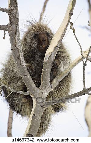 Stock Image - known, american, dorsatum, erethizon, porcupine, north. Fotosearch