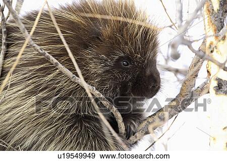 known, american, dorsatum, erethizon, porcupine, north View Large Photo Image Stock Photo - known, american, dorsatum, erethizon, porcupine, north. Fotosearch