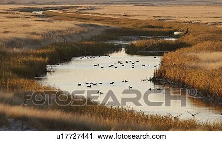 Stock Image - lake, birds, chaplin, coming, creek, water. Fotosearch